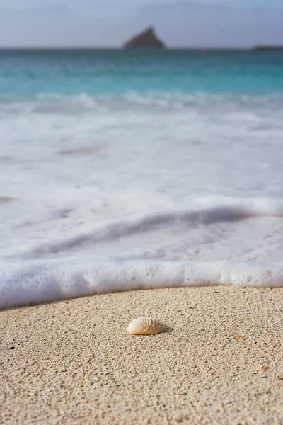 Seashell on sandy beach with white foam of rolling ocean waves. Tropical beach with azure blue water — Stock Photo, Image