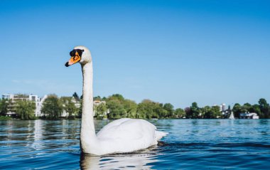 Alster Gölü ve beyaz zarafet swan güneşli bir günde Hamburg Alster göl kenarında yüzme görünümü