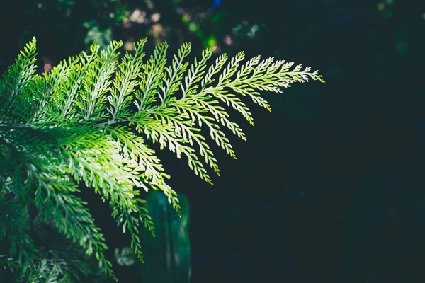 Frescura Folha verde de samambaia sobre fundo preto — Fotografia de Stock