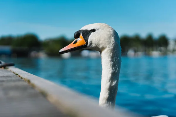 Curious head of a swan coming up behind the pier at Alster Lake in Hamburg, Germany — Stock Photo, Image
