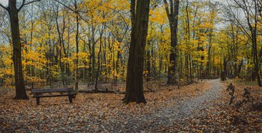 Boş tezgah ile sonbahar orman sahne. Sarma yürüyüş yolu yeşillik yaprak Güz