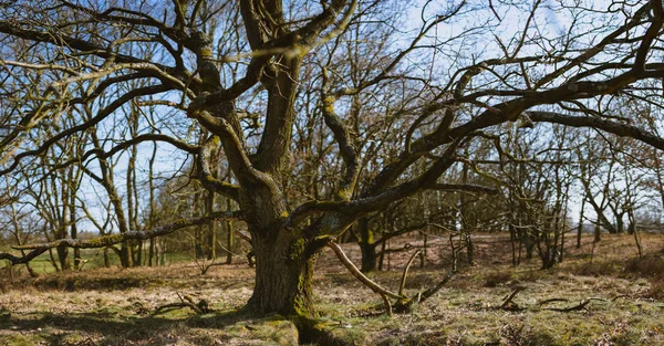 Panorâmica tiro de belos galhos de árvores na primavera tim paisagem. Reserva natural Boberger Niederung em Hamburgo, Alemanha — Fotografia de Stock