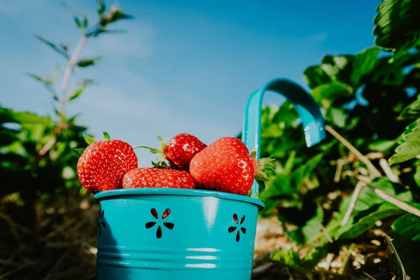 Mavi kova taze çekme çilek tam kapatın. Güneşli ile çilek alan arka plan mavi gökyüzünde temizleyin