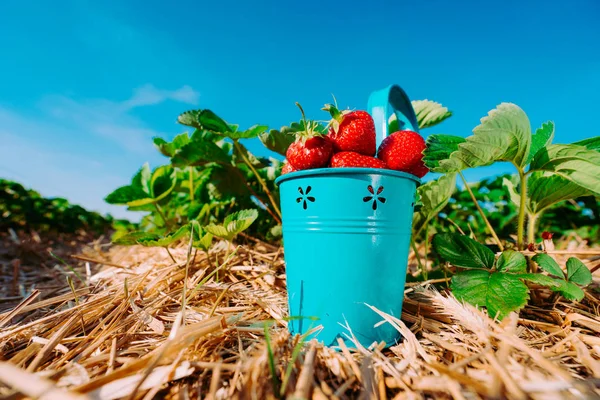 Geniş perspektif mavi kova taze çekme çilek dolu. Güneşli ile çilek alan arka plan mavi gökyüzünde temizleyin