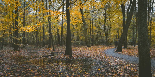 Sonbahar orman sahne. Sarma yürüyüş yolu yeşillik yaprak sonbahar ve su birikintisi