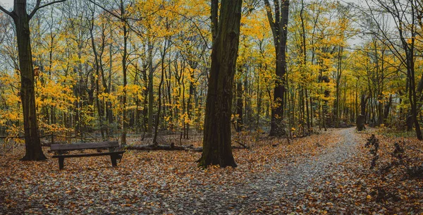 Herbstwaldszene mit leerer Bank. Kurvenreicher Spazierweg Laubfall — Stockfoto