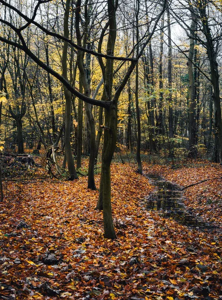 Herbstliche Waldlandschaft mit kleinem Bach und bunten Blättern — Stockfoto