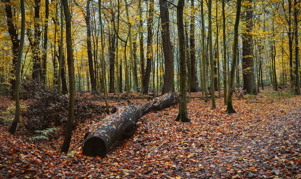 Ein großer alter Baumstamm im herbstlichen Mischwald. Laubfall in der Nähe des Weges — Stockfoto