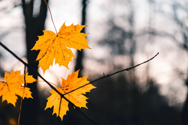 Autunno con ultime foglie di acero giallo sul ramo degli alberi in luce serale — Foto Stock