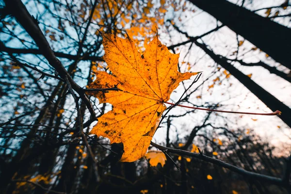 Sarı akçaağaç ile sonbahar yaprakları ve arka planda ağaçlar