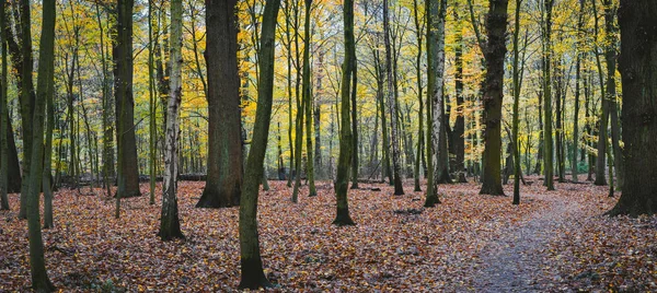 Panorama eines herbstgelben Waldes mit Spazierweg zwischen den Bäumen — Stockfoto