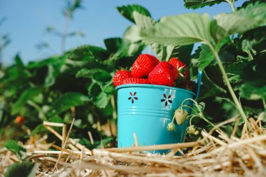 Taze toplanmış taze, leziz çilekler yeşil yaprakların yanındaki mavi bir kovada.