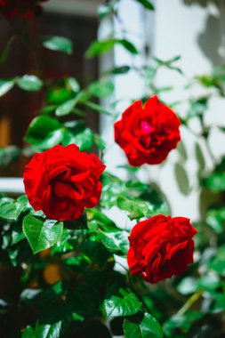 Arka plan beyaz evde kırmızı gül tomurcukları. Lueneburg, Almanya