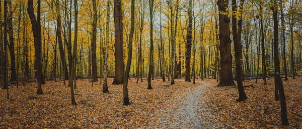 Herbstlicher Waldspazierweg zwischen kahlen Bäumen. goldgelbes Laub Blatt fallen — Stockfoto