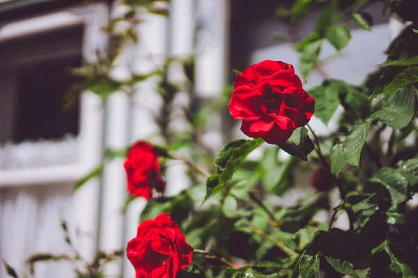 Arka plan eski kırsal evde kırmızı gül Bush'larda. Kırsal arka plan tatil. Lueneburg, Almanya