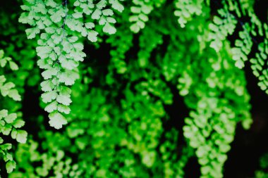 Beautyful yeşil ferns doğal çiçek eğreltiotu yaprakları koyu arka plan üzerinde bırakır.