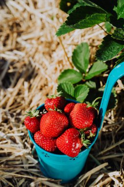 Mavi kova taze çekme çilek dolu. Çilek alan güneşli. Arka planda yeşil yeşillik