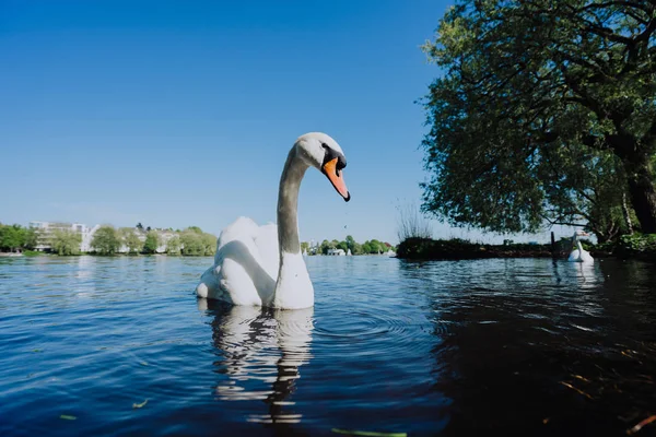 Gnadenschwan schwimmt an einem sonnigen Tag auf der Hamburger Alster — Stockfoto