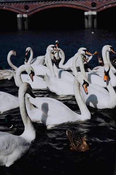 Group of beautiful white swans swimming on Alster river canal near city hall in Hamburg — Stock Photo, Image