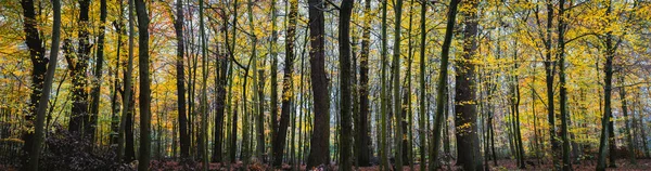 Panorama de uma floresta amarela de outono — Fotografia de Stock