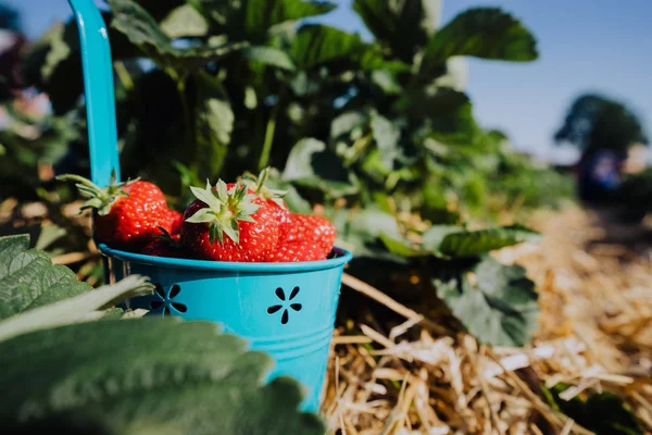 Mavi kova taze çekme çilek tam kapatın. Güneşli ile çilek alan arka plan mavi gökyüzünde temizleyin