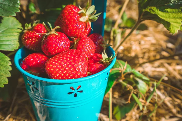Mavi kova taze çekme juicystrawberries tam kapatın. Güneşli çilek alan