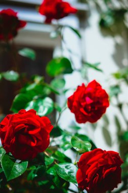 Arka plan beyaz evde kırmızı gül tomurcukları çok yakın çekim. Lueneburg, Almanya