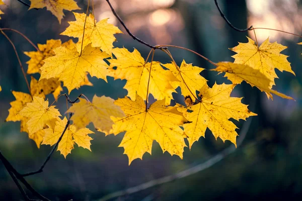 Herbst mit den letzten gelben Ahornblättern an den Zweigen der Bäume im Abendlicht — Stockfoto