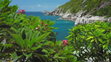 Treetop plumeria çiçeği çiçek Tanote Bay önünde. Zümrüt yeşili okyanus su, güzel mercan ve mavi Körfezi çevresinde büyük granit kayalar. Koh Tao, Tayland
