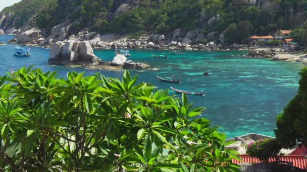 Tropical beach. Long tail boats in the bay with calm rippled ocean water. Tourist are snorkeling around. Big plumeria tree moved by the breeze in foreground. Koh Tao, Thailand — Stock Video