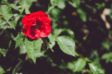 Arka plan beyaz evde kırmızı gül tomurcukları çok yakın çekim. Lueneburg, Almanya