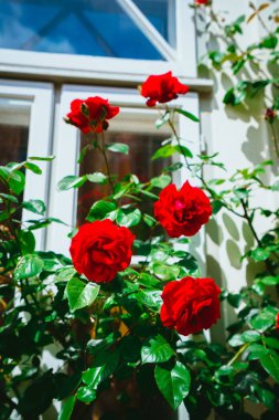 Arka plan beyaz evde kırmızı gül tomurcukları. Lueneburg, Almanya