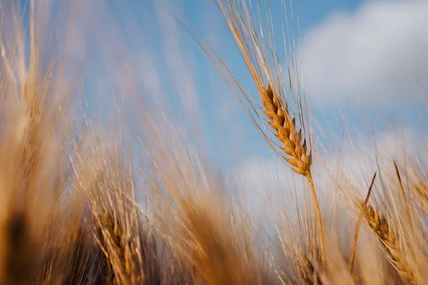 Wheat ear em um campo com céu azul e nuvens no fundo — Fotografia de Stock