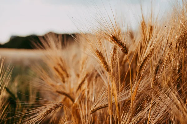 Buğday alan günbatımı ışığı akşam içinde ön planda birçok kulakları ile