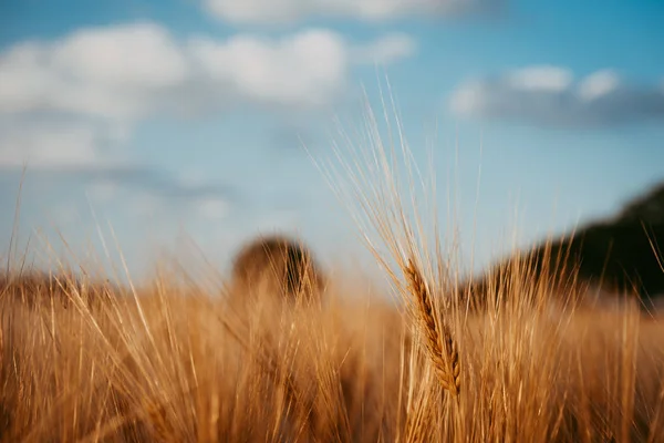 Wheat ear on a field and blue sky with white clouds and trees in background — Stock Photo, Image