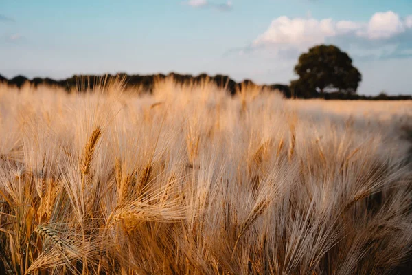 Зрізати пшеничне поле. Блакитне небо з білими хмарами і одним великим дубом на фоні — стокове фото