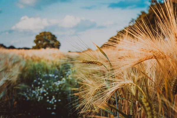 Trigo de oro voló con roble a la luz del atardecer, campo rural —  Fotos de Stock