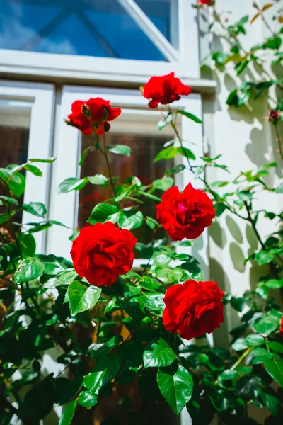 Arka plan beyaz evde kırmızı gül tomurcukları. Lueneburg, Almanya