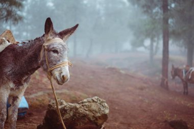 Şirin eşek yana çam ormanı puslu sabah erken üzerinde çalışmaya hazır duran