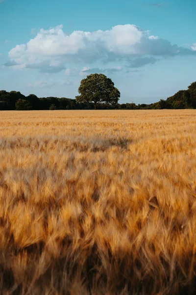 Gold Wheat flied with oak tree in the middle and blue sky with white clouds at sunset light, rural countryside — Stock Photo, Image