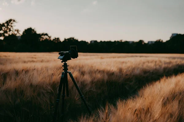 Sylwetka kamery na statywie w pszenicy pole przechwytywania wieczorny zachód światło — Zdjęcie stockowe