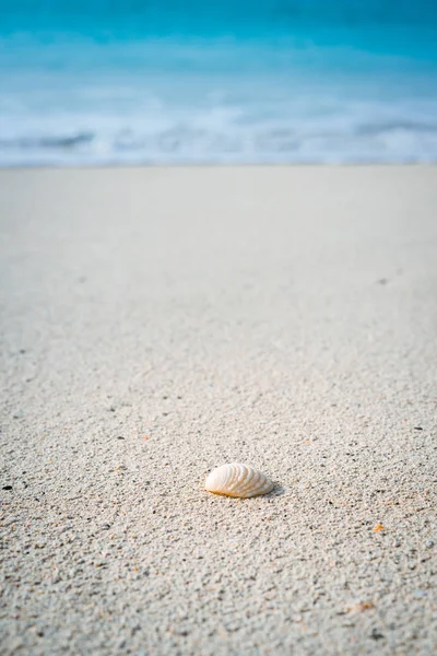 Seashell on sandy beach with white foam of rolling ocean waves in background. Tropical beach with azure blue water — Stock Photo, Image