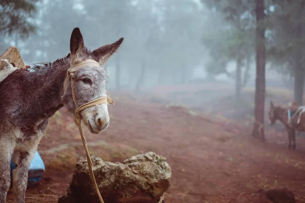 Şirin eşek yana çam ormanı puslu sabah erken üzerinde çalışmaya hazır duran
