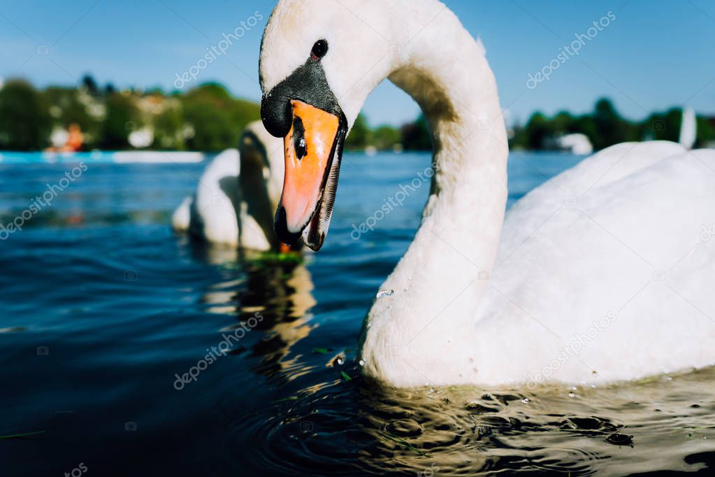 Close up of cute white grace swan with open beak on the Alster lake on a sunny day in Hamburg