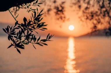 Sabah sıcak gündoğumu ışık siluet zeytin ağacı dalı. Akdeniz yukarıda güneş şekli. Güneş yansıma bokeh kirişler sakinleştirmek su yüzeyinde sabahın erken saatlerinde ray.
