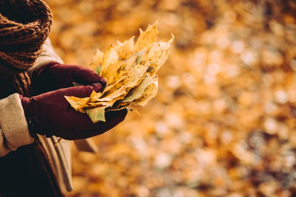 一束秋天的黄色枫叶在女性戴手套的手。背景为橙色叶子覆盖的地面 — 图库照片