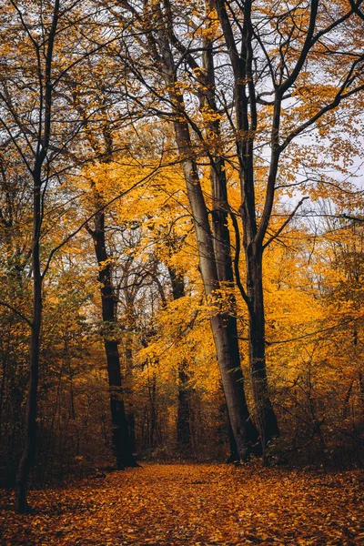 Väg mellan höjd trees med guld-lämnar i höst skogen — Stockfoto