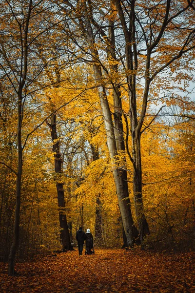 Unbekanntes Paar mit Kinderwagen unterwegs. Bäume mit goldenem Laub im herbstlichen Wald — Stockfoto