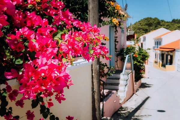 Magenta flowers on the walkway in small mediterranean village. Traditional greek house on street with a big bougainvillea flowers