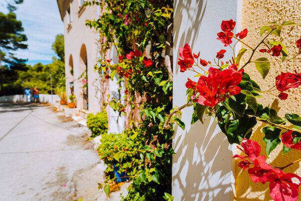 Magenta fuchsia flowers on the walkway in small mediterranean Assos village. Traditional greek house on street with a big bougainvillea flowers